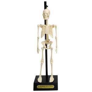 Model szkieletu Rex London Anatomical obraz