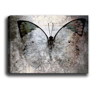 Obraz Tablo Center Fading Butterfly, 70x50 cm obraz