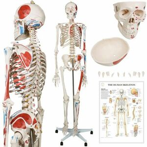 JAGO Human Anatomy Skeleton z detalami malowania mięśni, 181 obraz