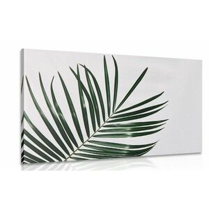 Obraz piękny liść palmowy obraz
