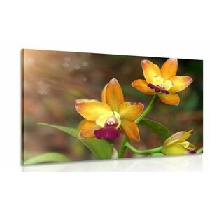 Obraz orchidea pomarańczowa obraz