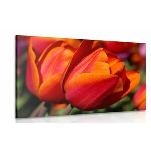 Obraz piękne tulipany na łące obraz