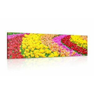 Obraz kolorowe tulipany obraz