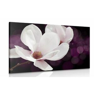 Obraz kwiat magnolii na abstrakcyjnym tle obraz