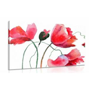 Obraz unikalne kwiaty maku obraz