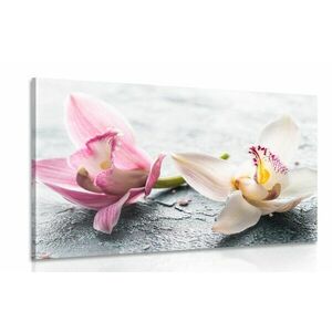 Obraz dwukolorowe kwiaty orchidei obraz
