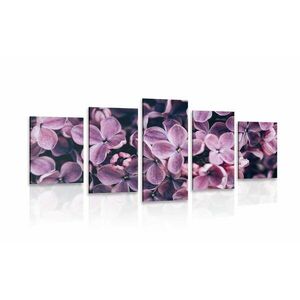 5-częściowy obraz fioletowe kwiaty bzu obraz