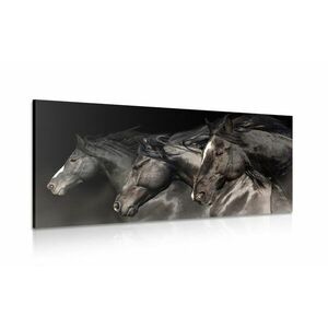 Obraz trzy galopujące konie obraz