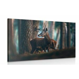 Obraz jeleń w lesie sosnowym obraz