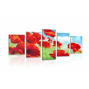 5-częściowy obraz kwiaty maków na łące obraz