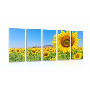5-częściowy obraz pole słoneczników obraz