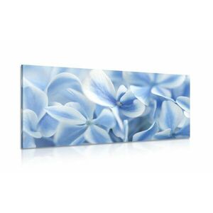Obraz niebiesko-białe kwiaty hortensji obraz
