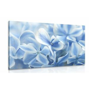 Obraz kwiaty hortensji w kolorze niebieskim i białym obraz