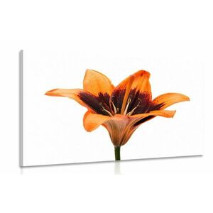 Obraz lilia pomarańczowa obraz