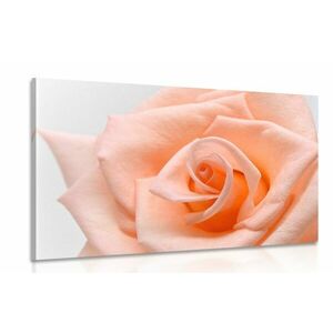 Obraz róża w odcieniu brzoskwiniowym obraz