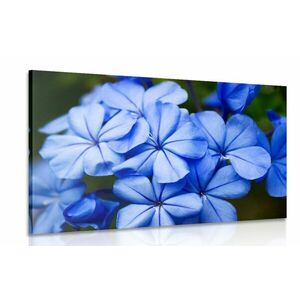 Obraz dzikie niebieskie kwiaty obraz