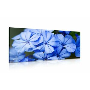 Obraz malownicze niebieskie kwiaty obraz