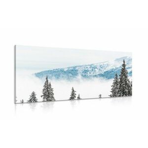 Obraz sosny pokryte śniegiem obraz