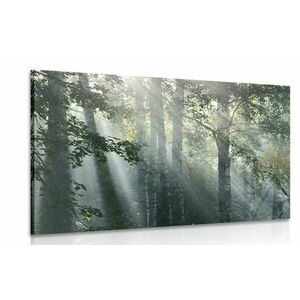 Obraz promienie słońca w zamglonym lesie obraz