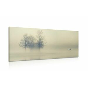Obraz drzewa we mgle obraz
