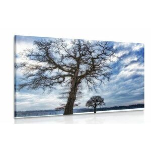 Obraz drzewa w zimie obraz