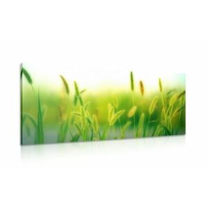 Obraz źdźbła trawy w kolorze zielonym obraz