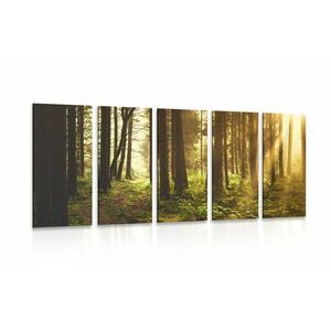 5-częściowy obraz las skąpany w słońcu obraz