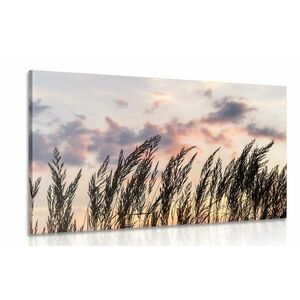 Obraz źdźbła trawy polnej obraz