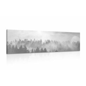 Obraz mgła nad lasem w wersji czarno-białej obraz