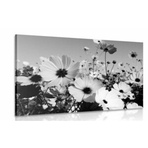 Obraz łąka wiosennych kwiatów w wersji czarno-białej obraz