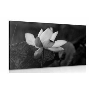 Obraz delikatny kwiat lotosu w wersji czarno-białej obraz