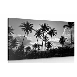 Obraz palmy kokosowe na plaży w wersji czarno-białej obraz