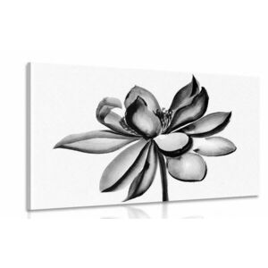 Obraz akwarela kwiat lotosu w wersji czarno-białej obraz