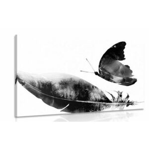 Obraz piórko z motylem w wersji czarno-białej obraz
