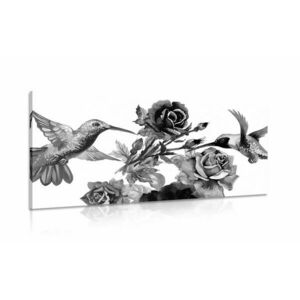 Obraz kolibry z kwiatami w wersji czarno-białej obraz