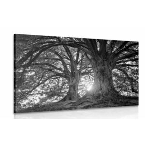 Obraz majestatyczne drzewa w wersji czarno-białej obraz
