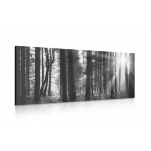Obraz las skąpany w słońcu w wersji czarno-białej obraz