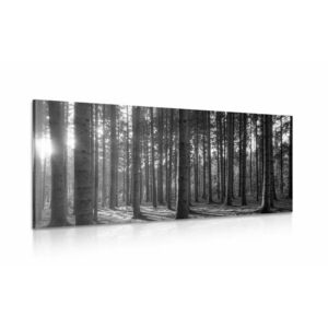 Obraz poranek w lesie w wersji czarno-białej obraz