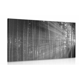 Obraz słońce za drzewami w wersji czarno-białej obraz