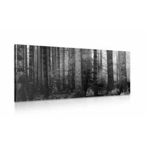 Obraz tajemnice lasu w wersji czarno-białej obraz