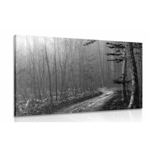 Obraz czarno-biała ścieżka do lasu obraz