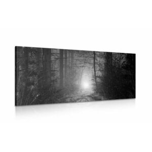 Obraz światło w lesie w wersji czarno-białej obraz