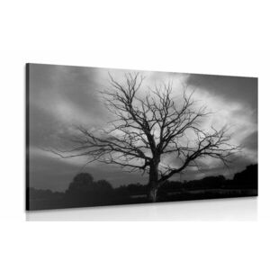 Obraz czarno-białe drzewo na łące obraz