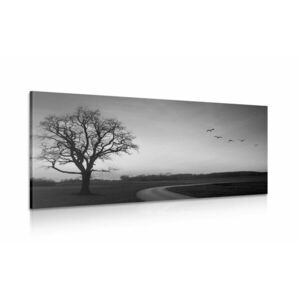 Obraz czarujące drzewo w wersji czarno-białej obraz
