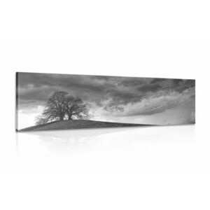 Obraz czarne i białe samotne drzewa obraz