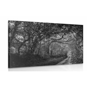 Obraz czarno-biały las obraz