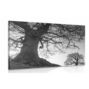 Obraz symbioza drzew w wersji czarno-białej obraz