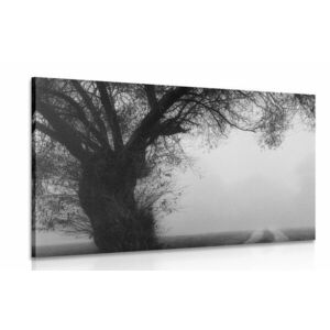 Obraz ogromne czarno-białe drzewo obraz