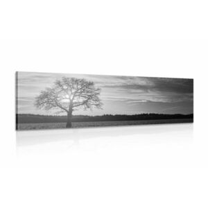 Obraz samotne drzewo w wersji czarno-białej obraz