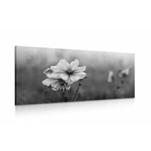 Obraz kwitnący kwiat w wersji czarno-białej obraz